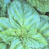 Lettuce Leaf Basil