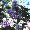 Lilacs