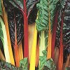 Bright Lights Swiss Chard